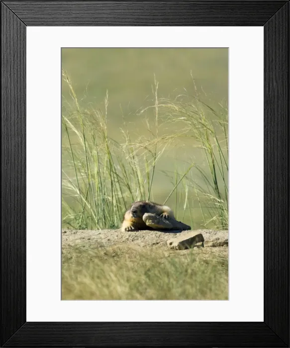 Framed Print : Himalayan Marmot - fat adult - ready for hibernation - basking in the sun - sprawls on warm stones dug out during borrow enlargement and left around the borrow - surrounded by typical steppe grasses - common in steppes of Orenburg region - South Framed Print : Himalayan Marmot - fat adult - ready for hibernation - basking in the sun - sprawls on warm stones dug out during borrow enlargement and left around the borrow - surrounded by typical steppe grasses - common in steppes of Orenburg region - South