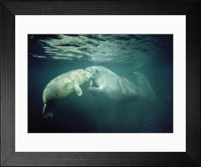 Framed Print : Manatee - mothe & young mouthing Framed Print : Manatee - mothe & young mouthing