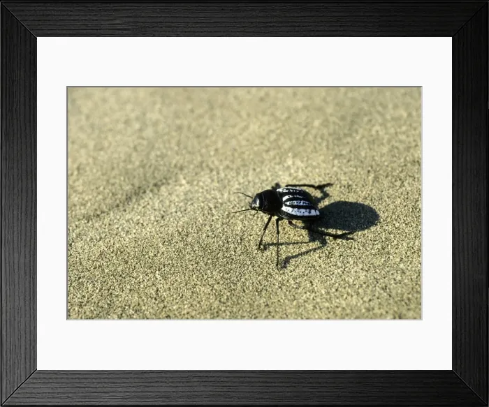 Framed Print : Darkling Beetle - runs in sand dunes of Karakum desert in the evening - Turkmenistan - Central Karakum Desert - Spring - April Tm31. 0414 Framed Print : Darkling Beetle - runs in sand dunes of Karakum desert in the evening - Turkmenistan - Central Karakum Desert - Spring - April Tm31. 0414