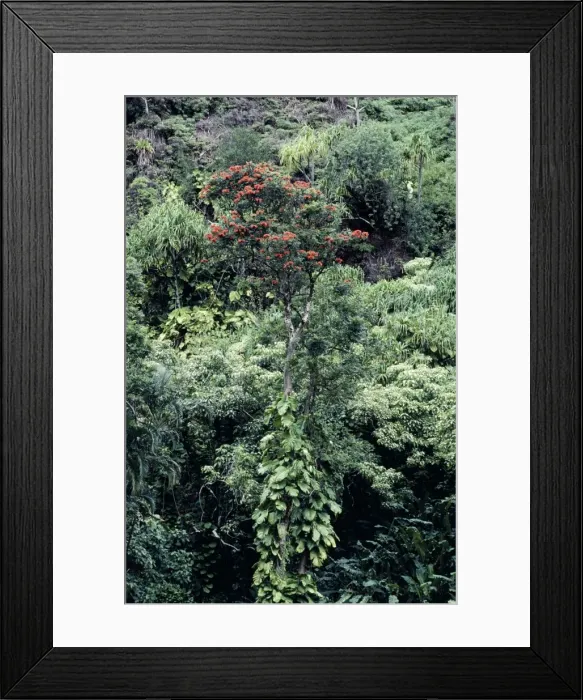 Framed Print : Hawaii - Tulipan in the rainforest. Maui Framed Print : Hawaii - Tulipan in the rainforest. Maui