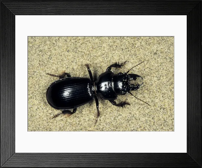 Framed Print : Ground Beetle - sand dunes of Central Karakum desert - Turkmenistan - Spring - April Tm31. 0477 Framed Print : Ground Beetle - sand dunes of Central Karakum desert - Turkmenistan - Spring - April Tm31. 0477