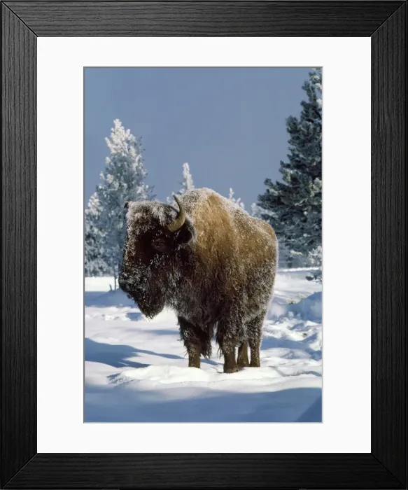 Framed Print : Bison - in winter - Yellowstone National Park USA Framed Print : Bison - in winter - Yellowstone National Park USA