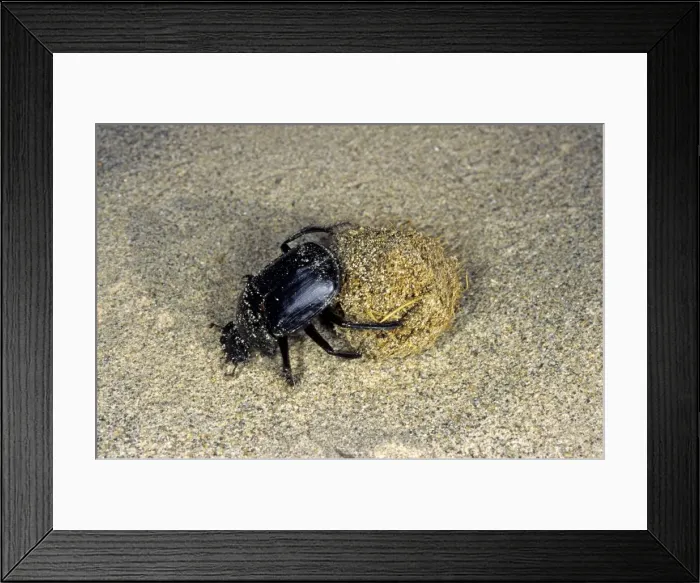 Framed Print : Dung Beetle / Dung Chafer / Scarab / Tumblebug - with a dung-ball - in sand dunes of South Karakum desert - Turkmenistan - Spring - April Tm31. 0409 Framed Print : Dung Beetle / Dung Chafer / Scarab / Tumblebug - with a dung-ball - in sand dunes of South Karakum desert - Turkmenistan - Spring - April Tm31. 0409