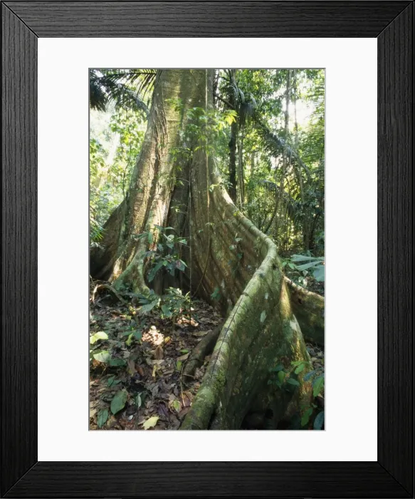Framed Print : Rainforest - butresses & forest floor flora. Amazon Basin, Manu National Park, Peru