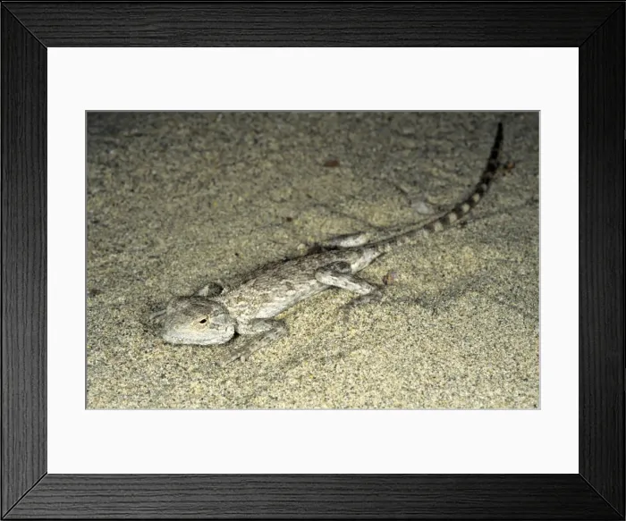 Framed Print : Agama / Agamid Lizard - sand dunes of Karakum desert - Turkmenistan - Spring - April Tm31. 0417 Framed Print : Agama / Agamid Lizard - sand dunes of Karakum desert - Turkmenistan - Spring - April Tm31. 0417