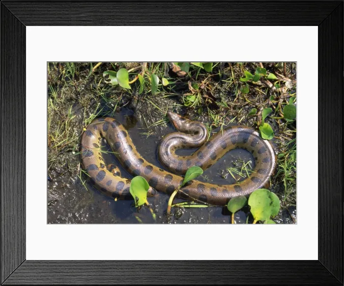 Framed Print : Anaconda South America Framed Print : Anaconda South America