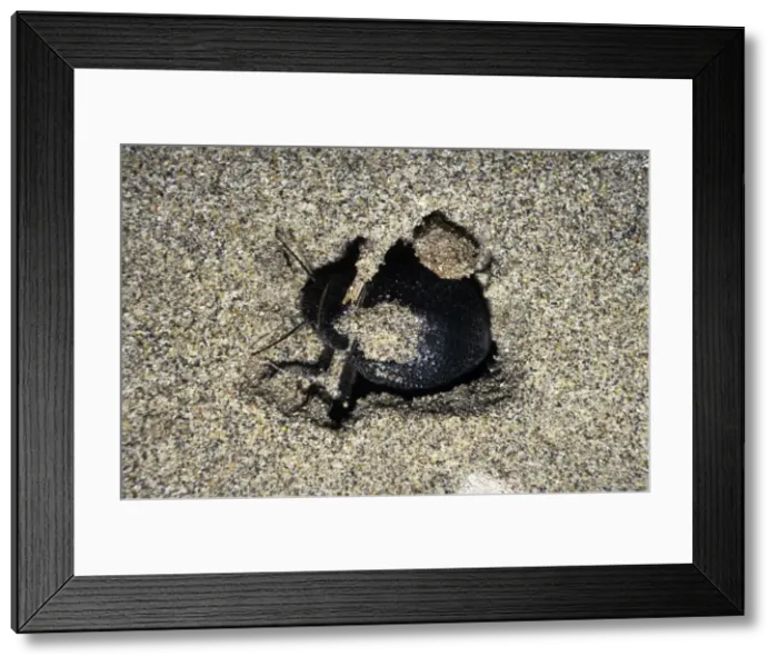 Framed Print : Darkling Beetle - emerges from day shelter where it buries itself in sand to escape heat of the day - sand dunes of Karakum desert - Turkmenistan - Spring - March Tm31. 0407 Framed Print : Darkling Beetle - emerges from day shelter where it buries itself in sand to escape heat of the day - sand dunes of Karakum desert - Turkmenistan - Spring - March Tm31. 0407