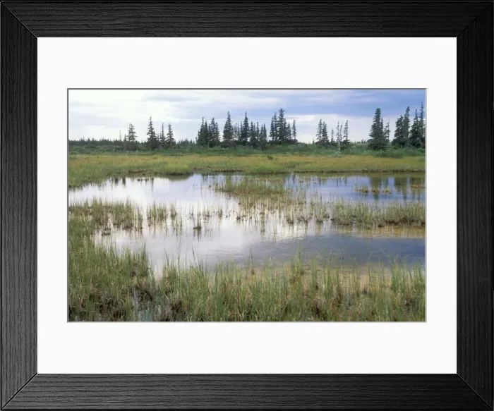 Framed Print : Canada Ponds & spruce trees. Taiga Forest, south of Churchill Manitoba Framed Print : Canada Ponds & spruce trees. Taiga Forest, south of Churchill Manitoba