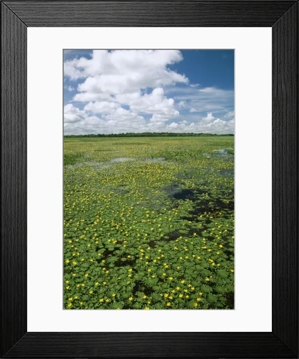 Framed Print : Venezuela FG 9214 Llanos, flooded savana in December © Francois Gohier / ARDEA LONDON Framed Print : Venezuela FG 9214 Llanos, flooded savana in December © Francois Gohier / ARDEA LONDON