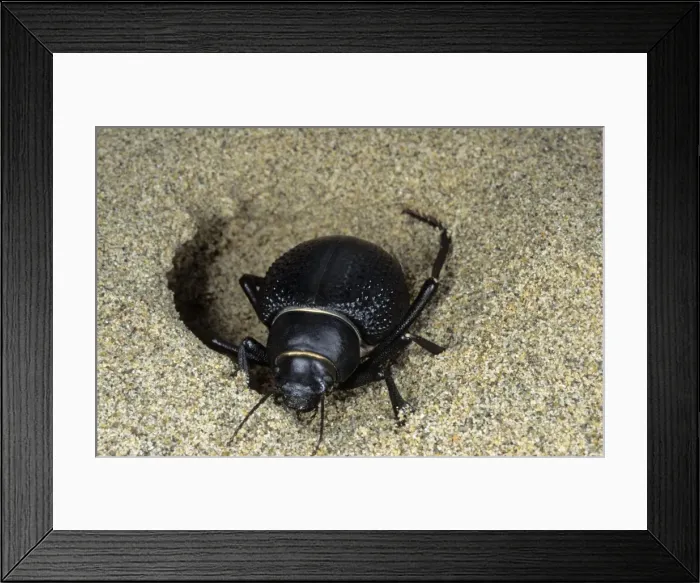 Framed Print : Darkling Beetle - emerges from day shelter in sand where he buries itself to escape heat of the day - sand dunes of Karakum desert - Turkmenistan - Spring - March Tm31. 0474 Framed Print : Darkling Beetle - emerges from day shelter in sand where he buries itself to escape heat of the day - sand dunes of Karakum desert - Turkmenistan - Spring - March Tm31. 0474