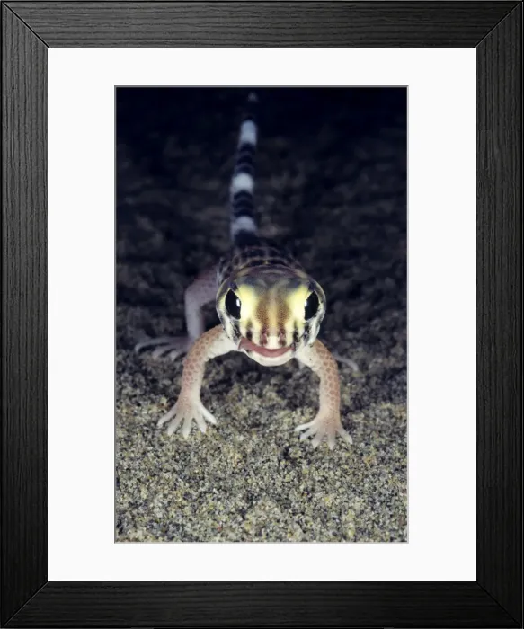 Framed Print : Common Wonder / Frog-eyed Gecko - Central Karakum desert - Turkmenistan - former CIS - Spring - April Tm31. 0513 Framed Print : Common Wonder / Frog-eyed Gecko - Central Karakum desert - Turkmenistan - former CIS - Spring - April Tm31. 0513