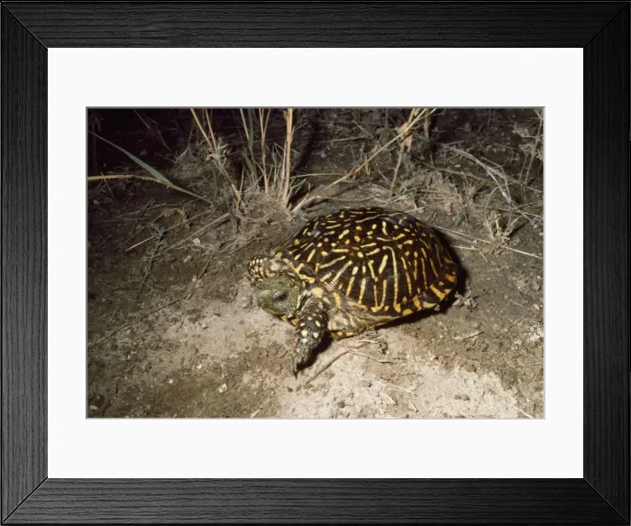 Framed Print : Western Box Turtle Framed Print : Western Box Turtle