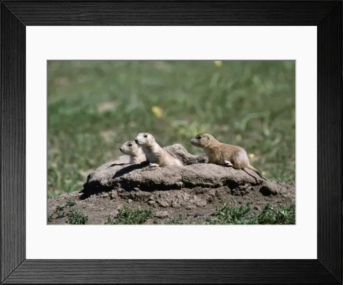 Framed Print : Black-tailed Prairie Dog - young at entrance to burrow Framed Print : Black-tailed Prairie Dog - young at entrance to burrow