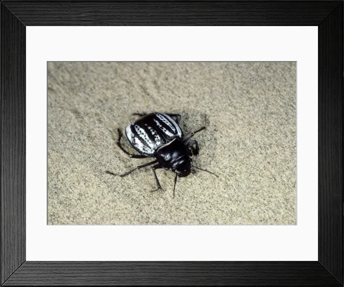 Framed Print : Darkling Beetle - in the evening - Turkmenistan - Central Karakum Desert - Spring - April Tm31. 0475 Framed Print : Darkling Beetle - in the evening - Turkmenistan - Central Karakum Desert - Spring - April Tm31. 0475