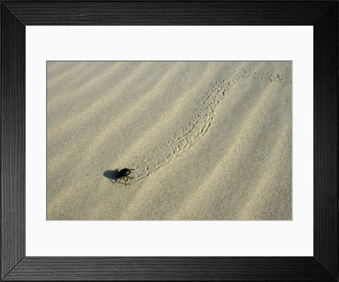 Framed Print : Darkling Beetle - runs for a cover after feeding at dawn - sand dunes of Central Karacum desert - Turkmenistan - Spring - April Tm31. 0488