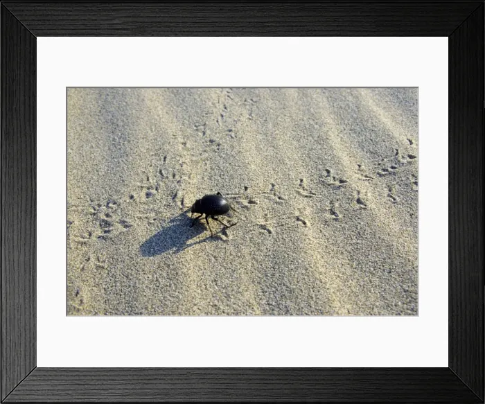 Framed Print : Darkling Beetle - crosses tracks of other similar beetles - sand dunes of Karakum desert - Turkmenistan - Spring - March Tm31. 0485 Framed Print : Darkling Beetle - crosses tracks of other similar beetles - sand dunes of Karakum desert - Turkmenistan - Spring - March Tm31. 0485