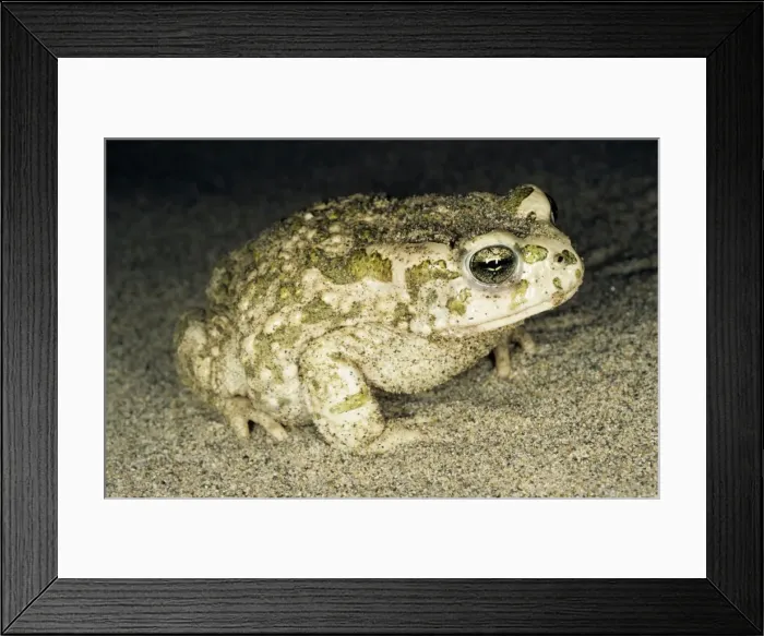 Framed Print : Toad - at night - sand dunes of Central Karakum desert - Turkmenistan - Spring - April Tm31. 0508 Framed Print : Toad - at night - sand dunes of Central Karakum desert - Turkmenistan - Spring - April Tm31. 0508