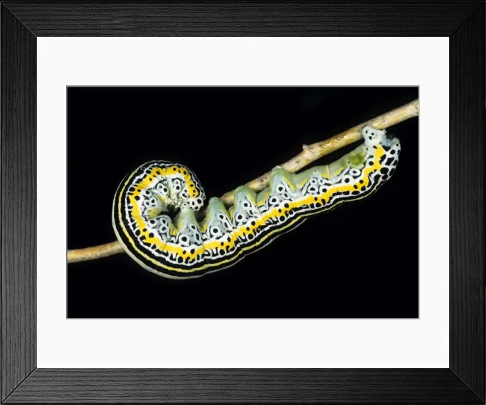 Framed Print : Owlet moth caterpillar - in a bush at night feeding on bush foliage - Karakum desert - Turkmenistan - Spring - April Tm31. 0416 Framed Print : Owlet moth caterpillar - in a bush at night feeding on bush foliage - Karakum desert - Turkmenistan - Spring - April Tm31. 0416