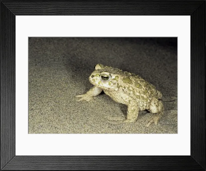 Framed Print : Toad - in sand dunes of Central Karakum desert at night - Turkmenistan - Spring - April Tm31. 0504 Framed Print : Toad - in sand dunes of Central Karakum desert at night - Turkmenistan - Spring - April Tm31. 0504