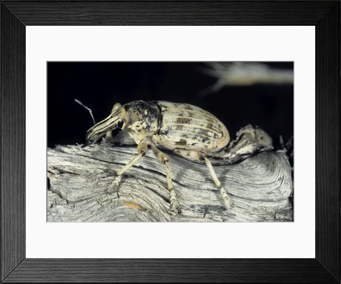 Framed Print : Weevil beetle - on dry branch of a Saxaul bush - Central Karakum desert - Turkmenistan - Spring - April Tm31. 0498