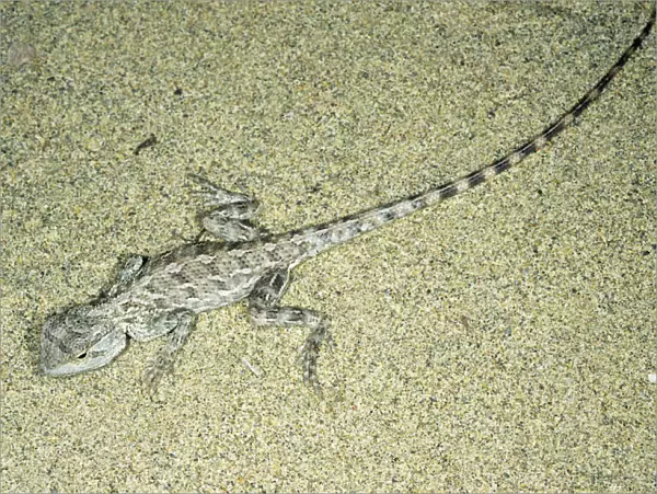 Agama  /  Agamid Lizard - camouflaged by sand pattern on its back - sand dunes of Central Karakum desert - Turkmenistan - Spring - April Tm31. 0532