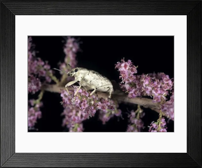 Framed Print : Weevil - on Tamarisk (Tamaricaceae sp. ) beetle feeds on tamarisk plant - near Karakum canal - Turkmenistan - Spring - April Tm31. 0410 Framed Print : Weevil - on Tamarisk (Tamaricaceae sp. ) beetle feeds on tamarisk plant - near Karakum canal - Turkmenistan - Spring - April Tm31. 0410