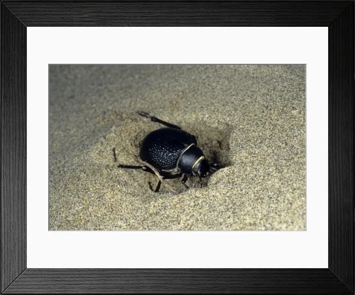 Framed Print : Darkling Beetle - burrowing in the sand to escape heat of the day - sand dunes of Karakum desert - Turkmenistan - Spring - April Tm31. 0486 Framed Print : Darkling Beetle - burrowing in the sand to escape heat of the day - sand dunes of Karakum desert - Turkmenistan - Spring - April Tm31. 0486