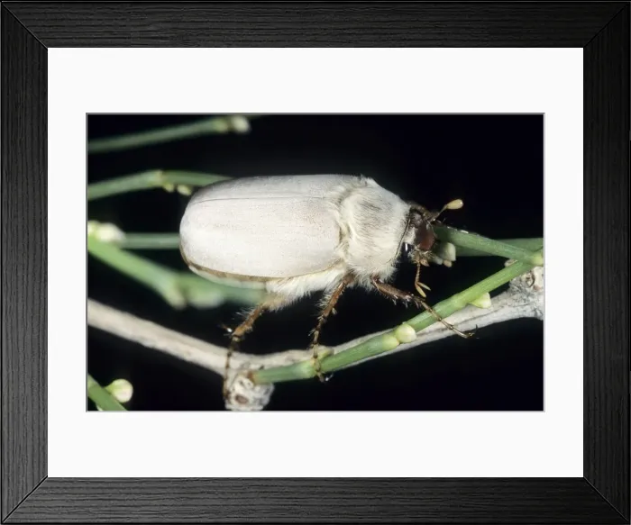 Framed Print : Cockchafer Beetle (close relative of May bug) - adult female - at night - Central Karakum desert - hides in Saxaul bush during mating period - waiting for a male to come flying - Turkmenistan - Spring - April Tm31. 0478 Framed Print : Cockchafer Beetle (close relative of May bug) - adult female - at night - Central Karakum desert - hides in Saxaul bush during mating period - waiting for a male to come flying - Turkmenistan - Spring - April Tm31. 0478