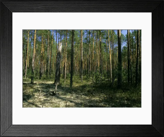 Framed Print : Pine taiga-forest with forest-floor covered in lichens; typical in the basin of river Bolshoi Ugan, near Ugut settlement; Uganskii Nat. reserve, Siberia, Russia; spring Ug37. 0884 Framed Print : Pine taiga-forest with forest-floor covered in lichens; typical in the basin of river Bolshoi Ugan, near Ugut settlement; Uganskii Nat. reserve, Siberia, Russia; spring Ug37. 0884