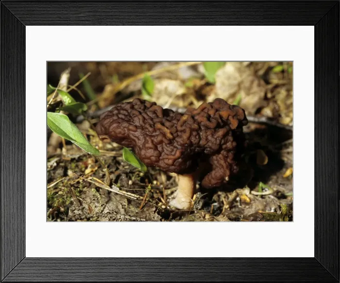 Framed Print : Mushroom, typical on taiga-forest floor near river Bolshoi Ugan, near Ugut settlement; Uganskii Nat. reserve, Siberia, Russia; spring Ug37. 0976 Framed Print : Mushroom, typical on taiga-forest floor near river Bolshoi Ugan, near Ugut settlement; Uganskii Nat. reserve, Siberia, Russia; spring Ug37. 0976