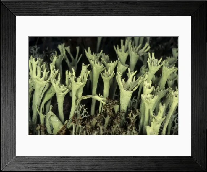 Framed Print : Typical lichen on taiga-forest floor near river Taz; spring; North Tumen region, Siberia, Russia Tz30. 0754 Framed Print : Typical lichen on taiga-forest floor near river Taz; spring; North Tumen region, Siberia, Russia Tz30. 0754