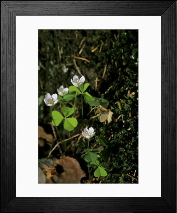 Framed Print : Wood sorrel flowering; typical plant on taiga-forest floor near river Bolshoi Ugan, near Ugut settlement; Uganskii Nat. reserve, Siberia, Russia; spring Ug37. 0939 Framed Print : Wood sorrel flowering; typical plant on taiga-forest floor near river Bolshoi Ugan, near Ugut settlement; Uganskii Nat. reserve, Siberia, Russia; spring Ug37. 0939