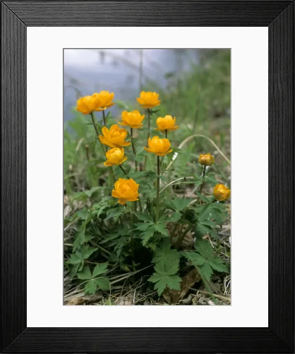 Framed Print : Siberian globeflower flowering on river Taz bank; spring; North Tumen region, Siberia, Russia Tz30. 0480 Framed Print : Siberian globeflower flowering on river Taz bank; spring; North Tumen region, Siberia, Russia Tz30. 0480