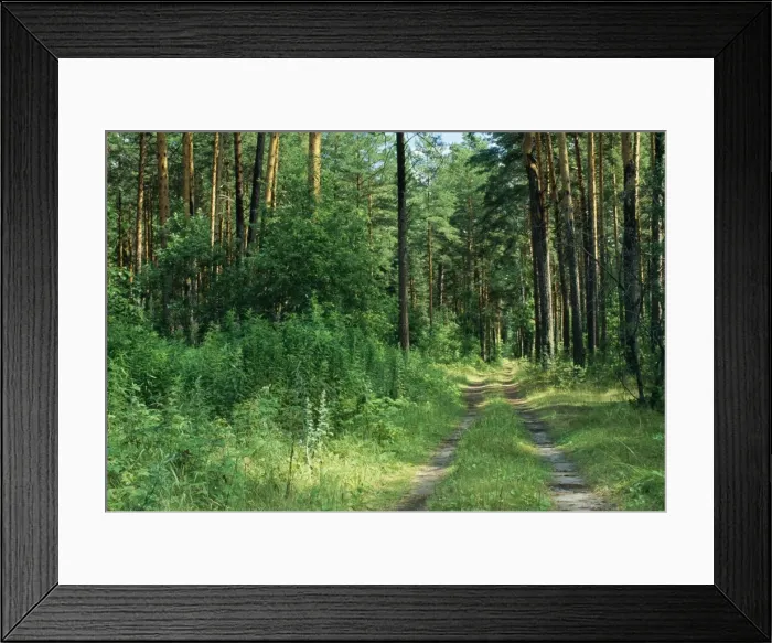 Framed Print : Pine Forest Roar through Taiga forest near Tugulim, west of Tumen, Siberia, Russia Framed Print : Pine Forest Roar through Taiga forest near Tugulim, west of Tumen, Siberia, Russia