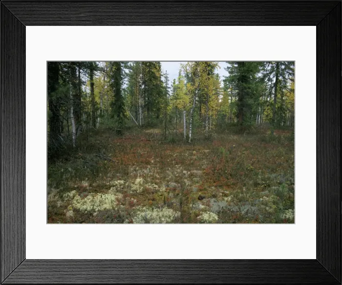 Framed Print : Autumn taiga-forest floor (lichens, various berries, mushrooms), typical near river Taz; autumn; North Tumen region, Siberia, Russia Tz30. 0563 Framed Print : Autumn taiga-forest floor (lichens, various berries, mushrooms), typical near river Taz; autumn; North Tumen region, Siberia, Russia Tz30. 0563