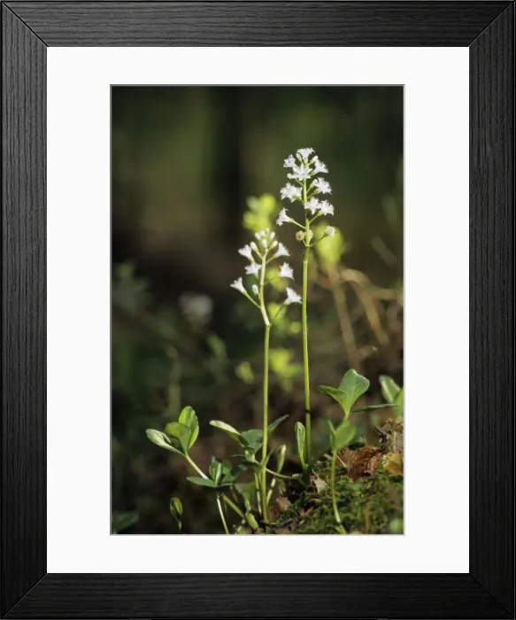 Framed Print : Buckbean flowering; typical plant on taiga-forest floor near river Bolshoi Ugan, near Ugut settlement; Uganskii Nat. reserve, Siberia, Russia; spring Ug37. 0857 Framed Print : Buckbean flowering; typical plant on taiga-forest floor near river Bolshoi Ugan, near Ugut settlement; Uganskii Nat. reserve, Siberia, Russia; spring Ug37. 0857
