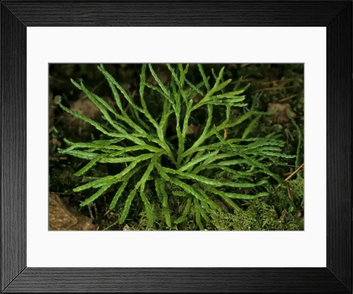 Framed Print : Ground Pine / Club-moss typical plant on taiga-forest floor near river Bolshoi Ugan, near Ugut settlement; Uganskii Nat. reserve, Siberia, Russia; spring Ug37. 0958 (Diphasium complanatum (L. ) Rothm Framed Print : Ground Pine / Club-moss typical plant on taiga-forest floor near river Bolshoi Ugan, near Ugut settlement; Uganskii Nat. reserve, Siberia, Russia; spring Ug37. 0958 (Diphasium complanatum (L. ) Rothm