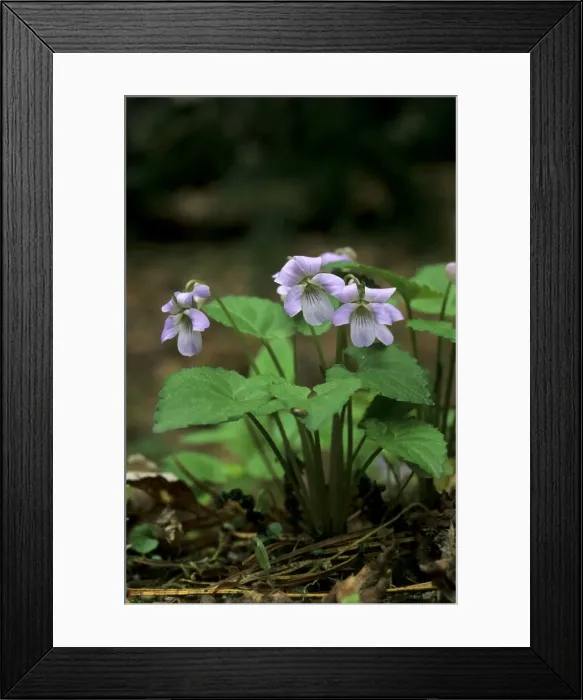 Framed Print : Wonder violet flowering; typical plant on taiga-forest floor near river Bolshoi Ugan, near Ugut settlement; Uganskii Nat. reserve, Siberia, Russia; spring Ug37. 0872 Framed Print : Wonder violet flowering; typical plant on taiga-forest floor near river Bolshoi Ugan, near Ugut settlement; Uganskii Nat. reserve, Siberia, Russia; spring Ug37. 0872