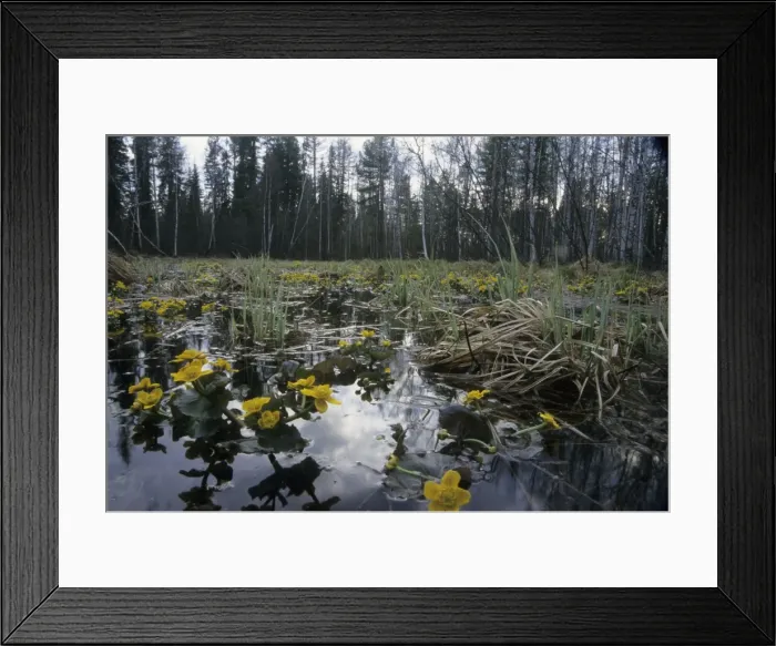 Framed Print : Marsh marigold flowering in flooded forest near river Taz; spring; North Tumen region, Siberia, Russia Tz30. 0734 Framed Print : Marsh marigold flowering in flooded forest near river Taz; spring; North Tumen region, Siberia, Russia Tz30. 0734