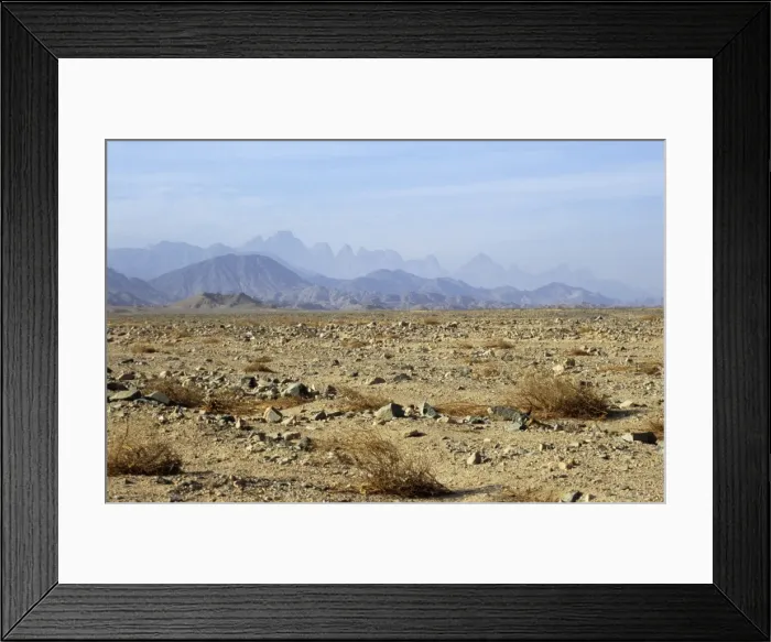 Framed Print : Egypt - typical scene in Arabian desert appr. 50 km from Hurghada town (Red Sea shore), dry branches of Zilla spinoza plant, early morning; January. Eg39. 0045 Framed Print : Egypt - typical scene in Arabian desert appr. 50 km from Hurghada town (Red Sea shore), dry branches of Zilla spinoza plant, early morning; January. Eg39. 0045