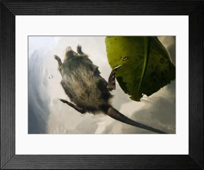 Framed Print : Russian Desman - adult - in swimming - pictured from underneath - Okskii Biospheric Nature Reserve - river Oka valley - Central Russia - 50km East from Ryazan town - Autumn - October - endemic of Russia - endangered Ok39. 0748 Framed Print : Russian Desman - adult - in swimming - pictured from underneath - Okskii Biospheric Nature Reserve - river Oka valley - Central Russia - 50km East from Ryazan town - Autumn - October - endemic of Russia - endangered Ok39. 0748