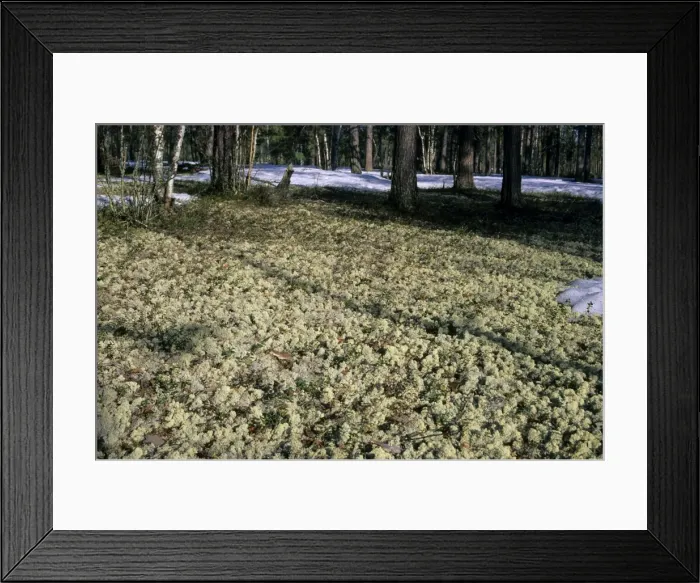 Framed Print : Lichen (Cladonia spp. ) carpeted forest-floor near river Taz, North Tumen region, Northern Siberia, Russia, spring Tz30. 0539 Framed Print : Lichen (Cladonia spp. ) carpeted forest-floor near river Taz, North Tumen region, Northern Siberia, Russia, spring Tz30. 0539