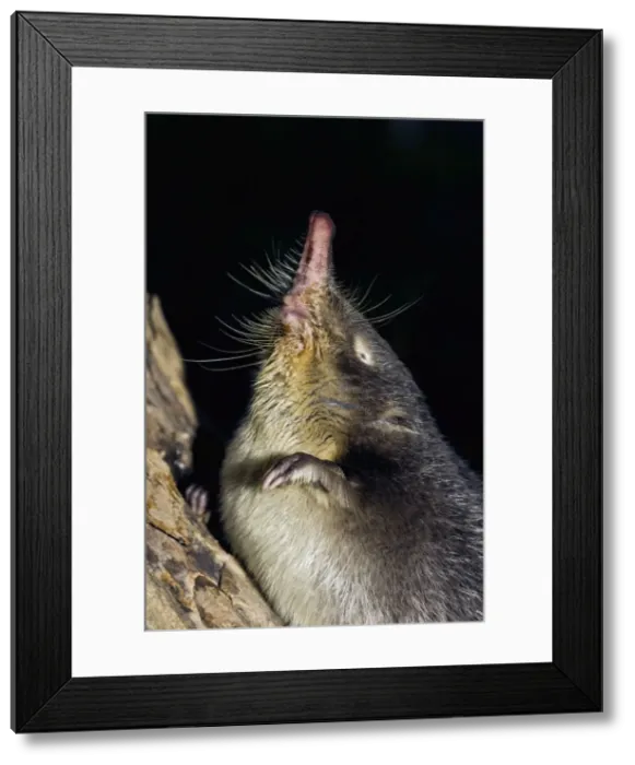 Framed Print : Russian Desman - adult - searches environment with its sense of smell - probing air with flexible nose - typical posture - desman has a difficulty in maintaining upright position - Okskii Biospheric Nature Reserve - river Oka valley Framed Print : Russian Desman - adult - searches environment with its sense of smell - probing air with flexible nose - typical posture - desman has a difficulty in maintaining upright position - Okskii Biospheric Nature Reserve - river Oka valley