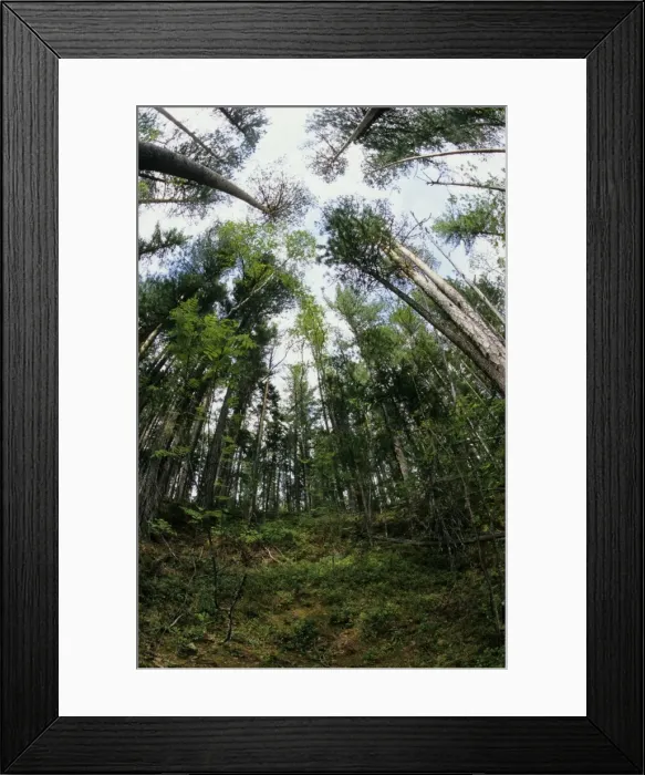 Framed Print : Taiga-forest canopy, mostly of pine trees; basin of river Bolshoi Ugan, near Ugut settlement; Uganskii Nat. reserve, Siberia, Russia; spring Ug37. 0921 Framed Print : Taiga-forest canopy, mostly of pine trees; basin of river Bolshoi Ugan, near Ugut settlement; Uganskii Nat. reserve, Siberia, Russia; spring Ug37. 0921