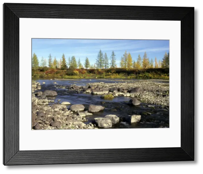 Framed Print : A typical small river in semi-tundra in autumn, near Dudinka, Siberia, Russia. Yellow Siberian Larch trees, red leaves of Arctic (Dwarf) Birch and Blueberry bush make the colours. September. Di32. 1218 Framed Print : A typical small river in semi-tundra in autumn, near Dudinka, Siberia, Russia. Yellow Siberian Larch trees, red leaves of Arctic (Dwarf) Birch and Blueberry bush make the colours. September. Di32. 1218