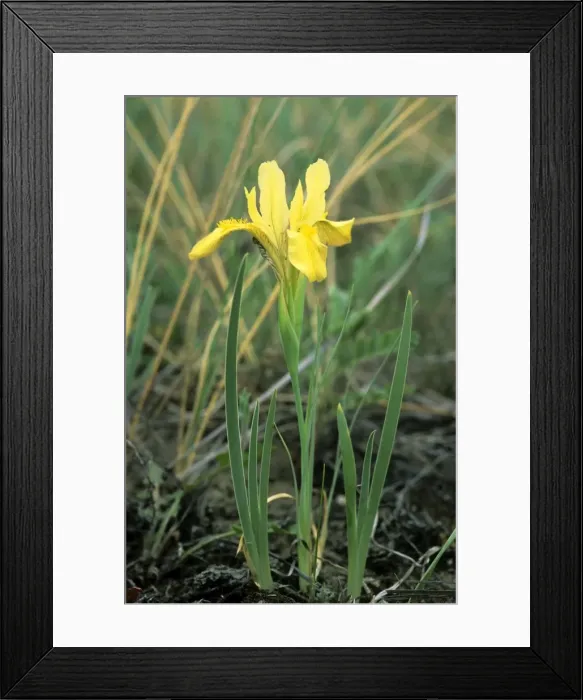 Framed Print : Wild flowering Yellow Iris Valley of river Tes-Hem, June; South Tuva, Russia, near border with Mongolia Tu32. 3026 Framed Print : Wild flowering Yellow Iris Valley of river Tes-Hem, June; South Tuva, Russia, near border with Mongolia Tu32. 3026