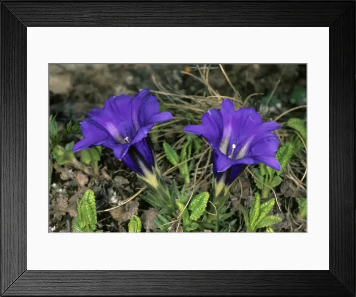 Framed Print : Wild flowers (unidentified) on a mountain plateau at 2500 m altitude Sengilen mountain range; June; South Tuva, Russia Tu32. 3059 Framed Print : Wild flowers (unidentified) on a mountain plateau at 2500 m altitude Sengilen mountain range; June; South Tuva, Russia Tu32. 3059