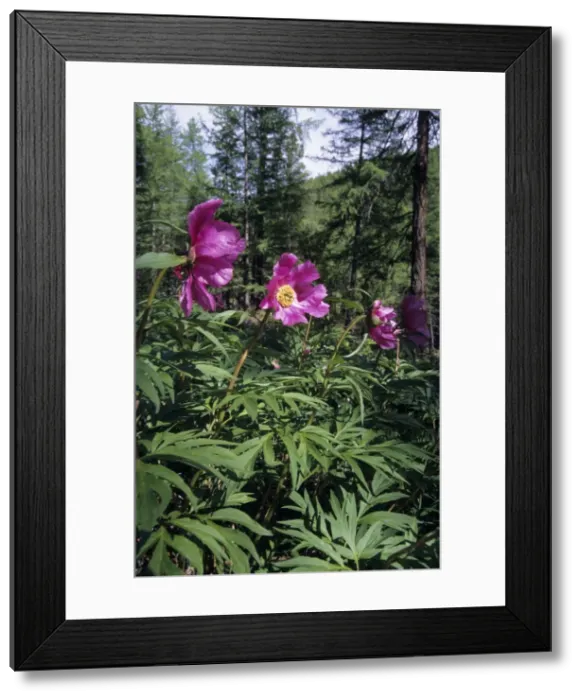 Framed Print : Flowering wild Paeonea - roots of which are famous for its medicinal power, widely used by locals despite protection by law, still typical in mountain forest of Sengilen mountain range; June; South Tuva, Russia Tu32. 3064 Framed Print : Flowering wild Paeonea - roots of which are famous for its medicinal power, widely used by locals despite protection by law, still typical in mountain forest of Sengilen mountain range; June; South Tuva, Russia Tu32. 3064
