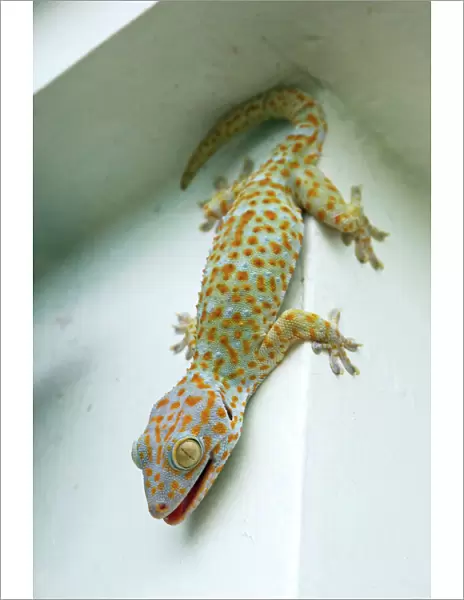 Tokay Gecko - adult on a corner of a building after night feeding on insects - attracted by the light (one moth is still above the light) - Tokay Gecko active in the night and hides during day - Bohol - Philippines - February Ph41. 0468