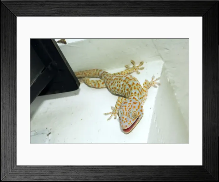 Framed Print : Tokay Gecko - adult on a corner of a building after night feeding on insects - attracted by the light (one moth is still above the light). Tokay Gecko active in the night and hides during day. Bohol, Philippines. February. Ph41. 0461 Framed Print : Tokay Gecko - adult on a corner of a building after night feeding on insects - attracted by the light (one moth is still above the light). Tokay Gecko active in the night and hides during day. Bohol, Philippines. February. Ph41. 0461